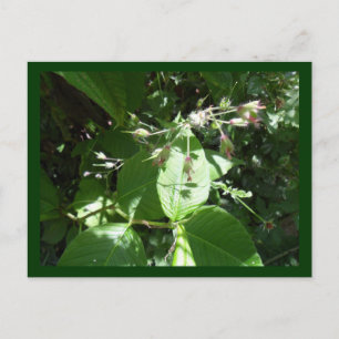 Wild flower postcard