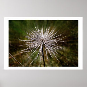 Wild flower poster