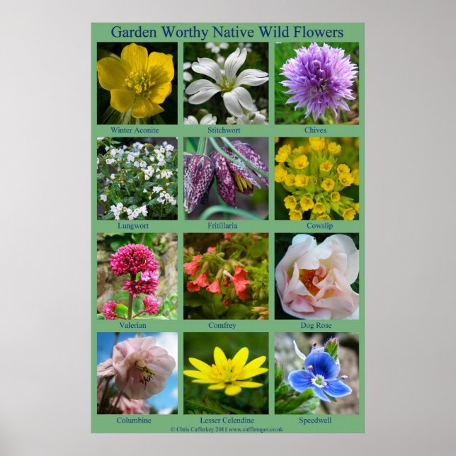 Wild Flower Poster (Front)