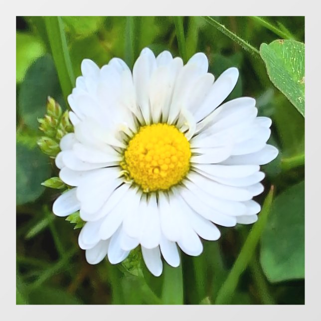 Wild Flower Romania – Botanical Macro Photography (Sheet)