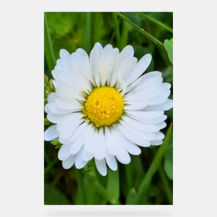 Wild Flower Romania – Botanical Macro Photography Acrylic Sign