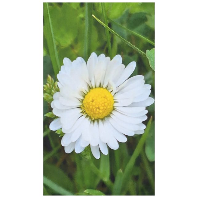 Wild Flower Romania – Botanical Macro Photography Tablecloth (Front)