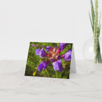 Wild flowers and insects