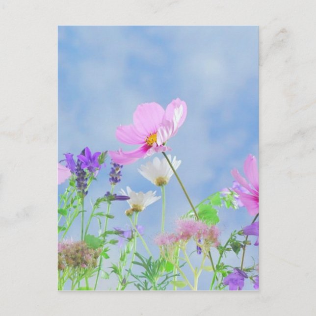 Wild Flowers Blue Sky Postcard (Front)