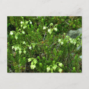 Wild Flowers II Postcard