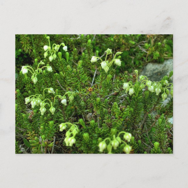 Wild Flowers II Postcard (Front)