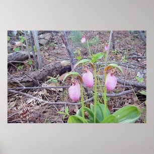 Wild Flowers Lady Slippers Poster