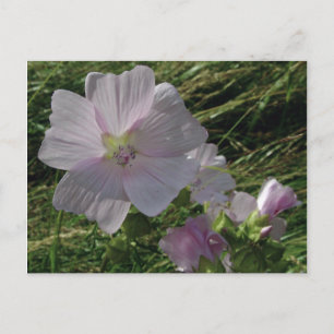 Wild Flowers No. 3 Postcards