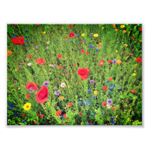 Wild flowers  Photo Professional Paper (Satin) Print