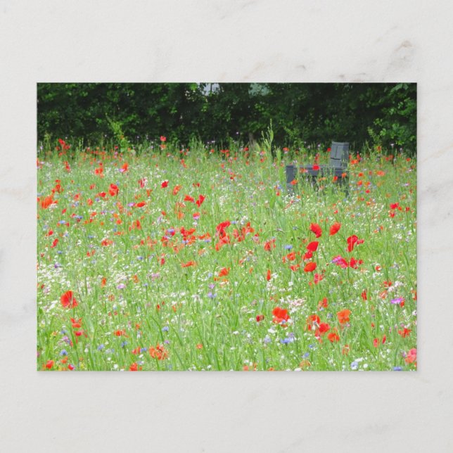 Wild Flowers Poppies Bench DIY Postcard (Front)