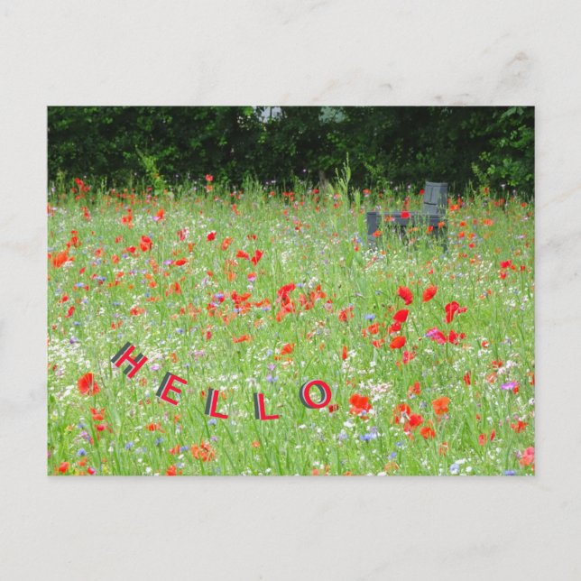 Wild Flowers Poppies Bench HELLO Postcard (Front)