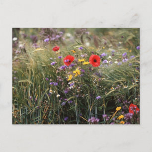 Wild flowers postcard