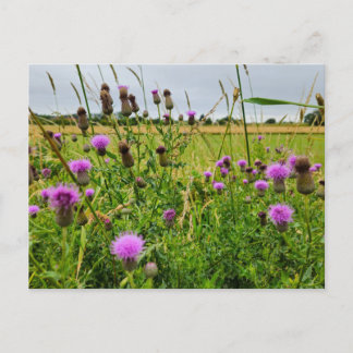 Wild flowers postcard