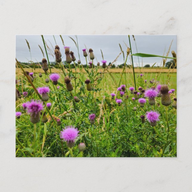 Wild flowers  postcard (Front)