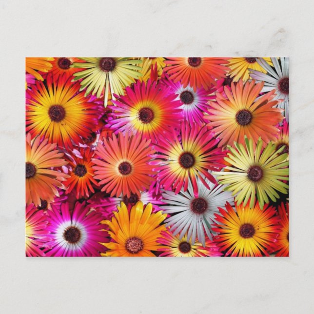 wild flowers postcard (Front)