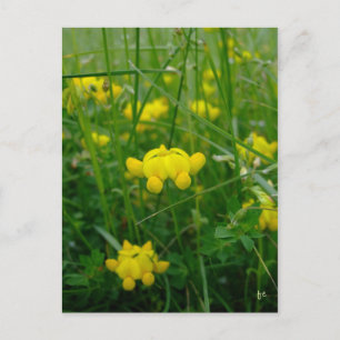 wild flowers postcard