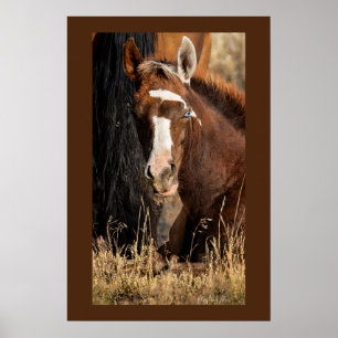 Wild Foal "DreamCatcher" Poster