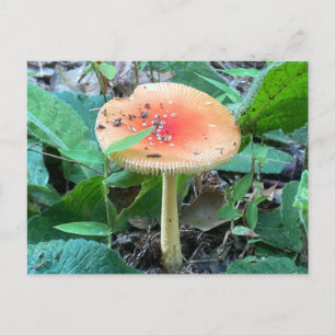 Wild Forest Mushroom Summer Nature Postcard