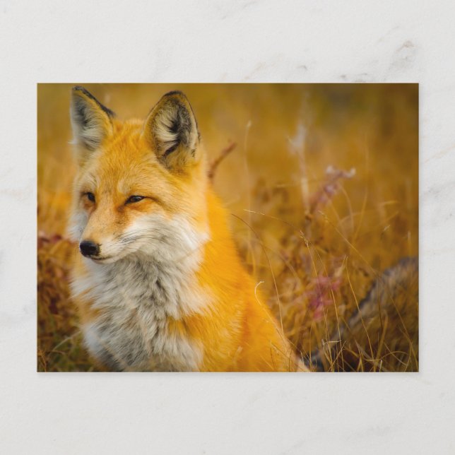 Wild Fox in the  Forrest Postcard (Front)