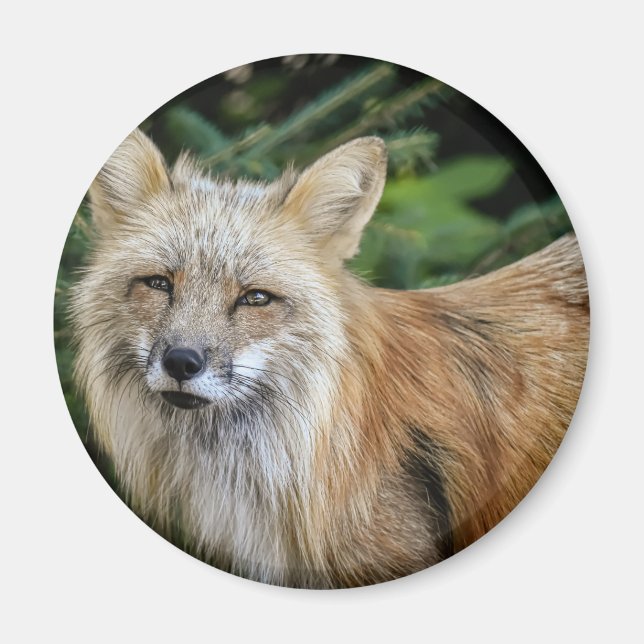 Wild Fox Magnet (Front)