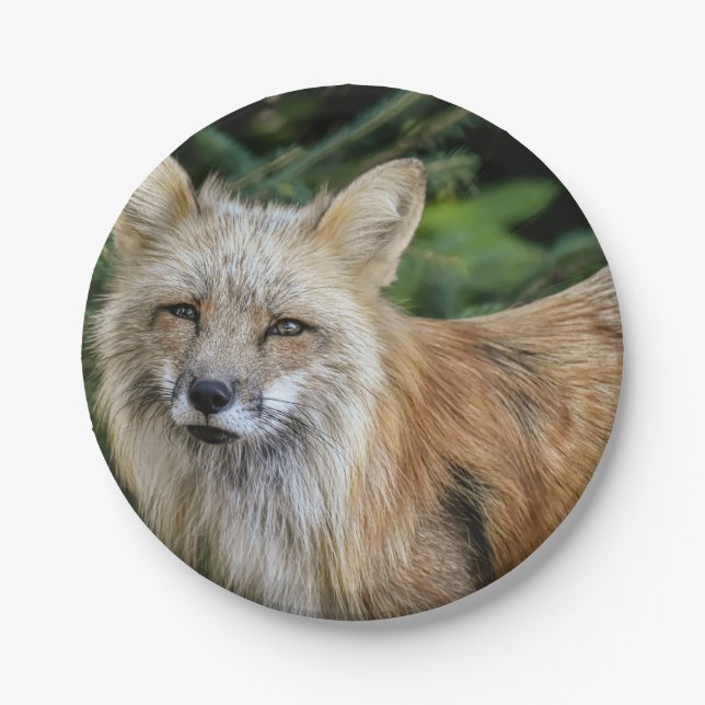 Wild Fox Paper Plate (Front)