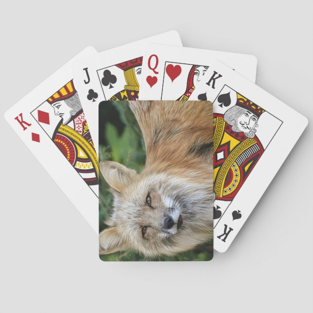 Wild Fox Playing Cards (Back)