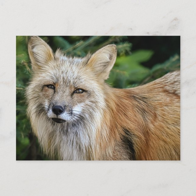 Wild Fox Postcard (Front)