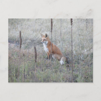 Wild Fox Postcard