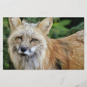 Wild Fox Stationery
