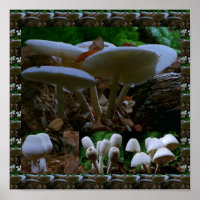 Wild Fresh MUSHROOM Fungi : Exotic Photography