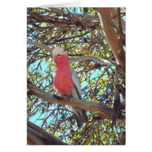 wild gallah