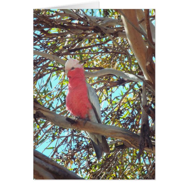 wild gallah (Front)