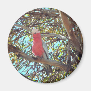 wild gallah magnet