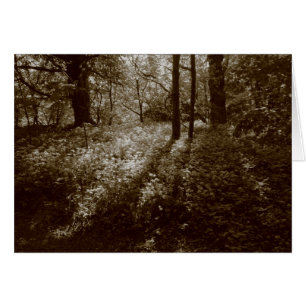 Wild Garlic in the Woods - Sepia Toned