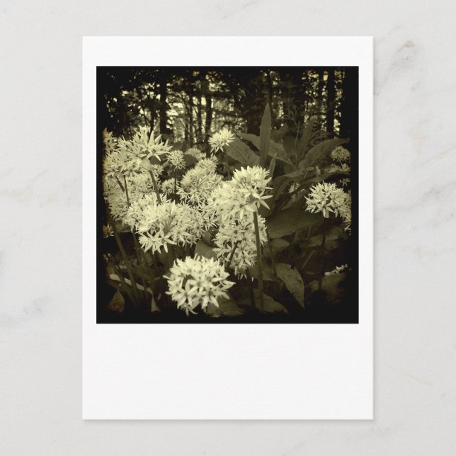 Wild Garlic. Postcard (Front)