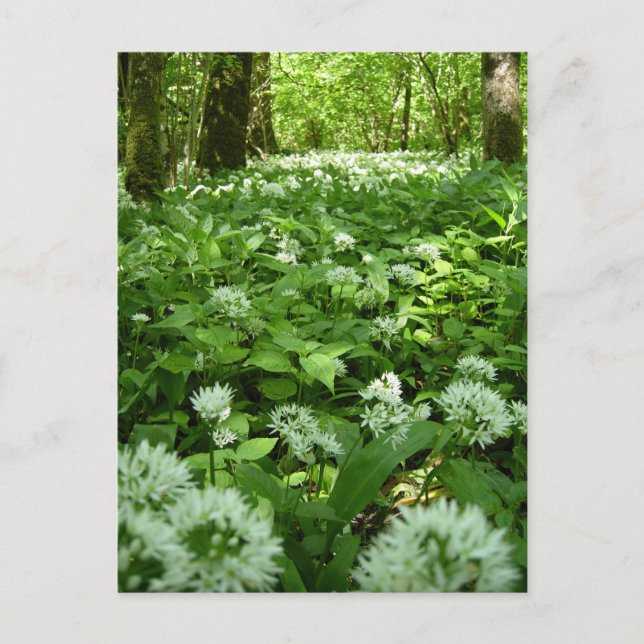 Wild Garlic Woodland Postcard (Front)