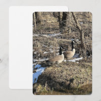 Wild Geese