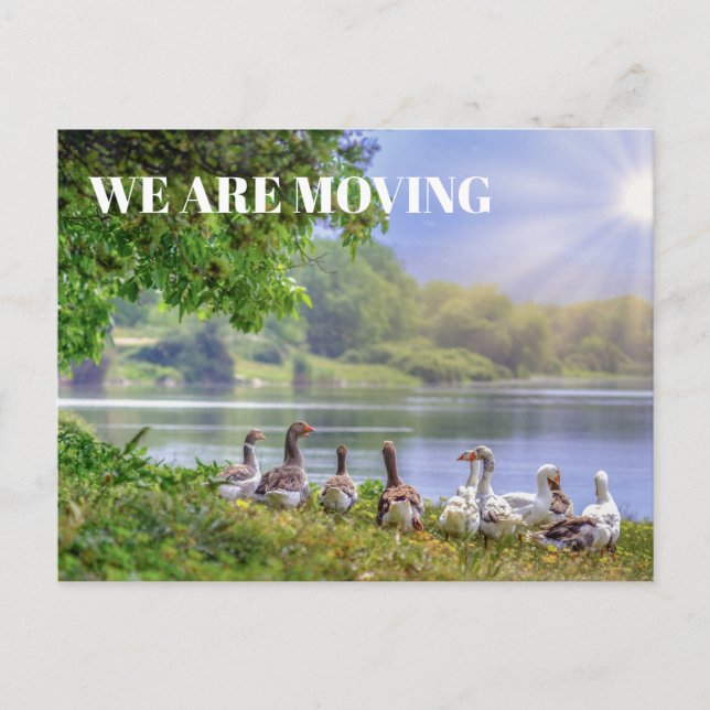 Wild Geese Lake Blue Sky Sunshine Change Address Announcement Postcard (Front)