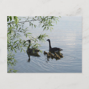 Wild Geese Postcard