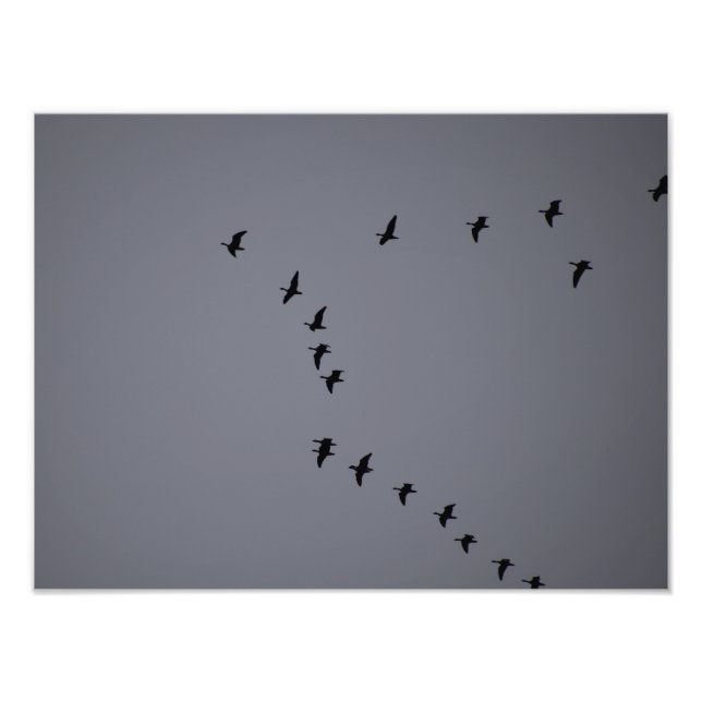 Wild Geese's  Photo Print (Front)