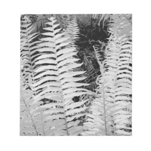 Wild giant leather fern, Florida, USA. Notepad