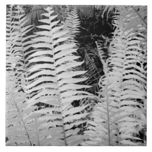 Wild giant leather fern, Florida, USA. Tile