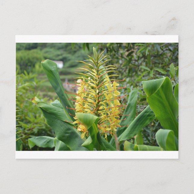 Wild Ginger. Postcard (Front)