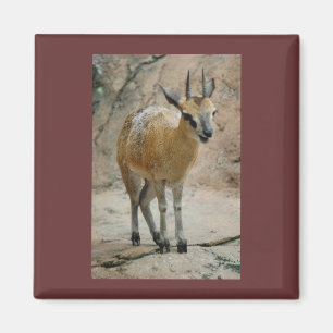 Wild Goats Magnet