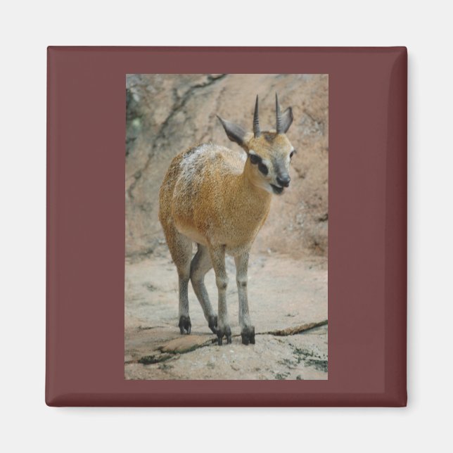 Wild Goats Magnet (Front)