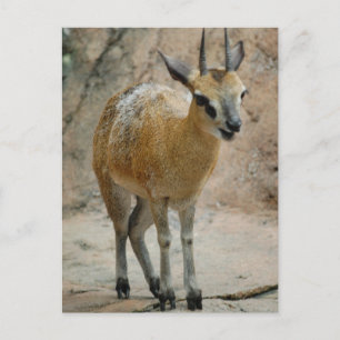 Wild Goats Postcard