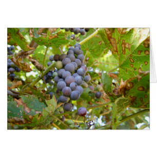 Wild Grapes