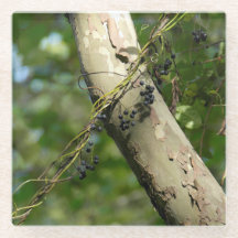 "Wild Grapes" Original Art by KAS