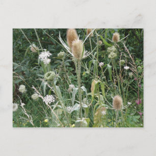 Wild Grasses Postcard