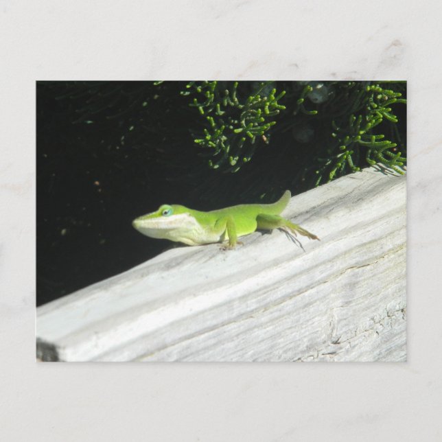 Wild Green Gecko Postcard (Front)
